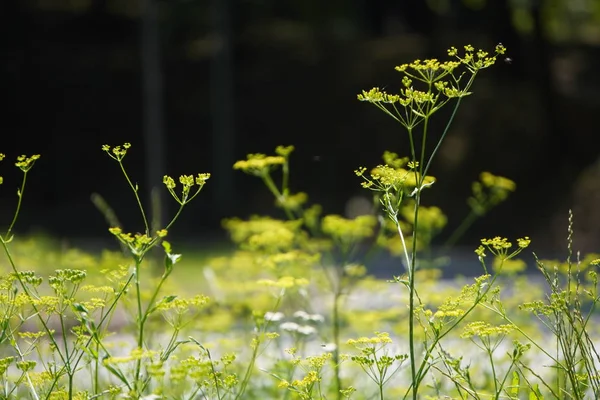 Pedúnculo verde com flores amarelas, protetor de tela, fundo borrado — Fotografia de Stock