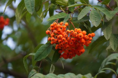 kırmızı Rowan meyveleri demetkuşlar, hayvanlar ve kuşlar için yiyecek bekleyen bir dal asmak. çilek ile şehir ağaçları.
