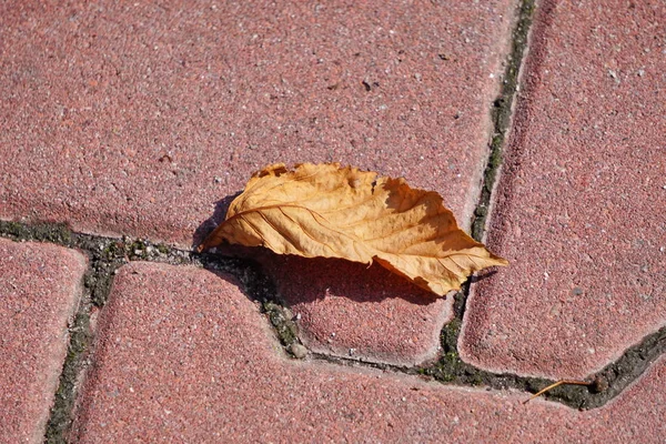 bir sarı kuru yaprak kırmızı kaldırım levhalar üzerinde yatıyor. sonbahar 2019 gelişi. Güneşli sonbahar günü. düşen yapraklar, soğuk hava başlangıcı