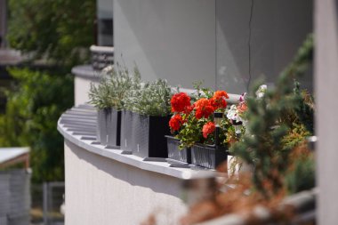 balkon veya loggia çit, şehirde korkuluk dekorasyon tencere renkli çiçekler. Açık havada çiçeklerle renkli tencereler. Pencere eşik kırmızı çiçekleri ile Çiçek yatak, dış dekorasyon