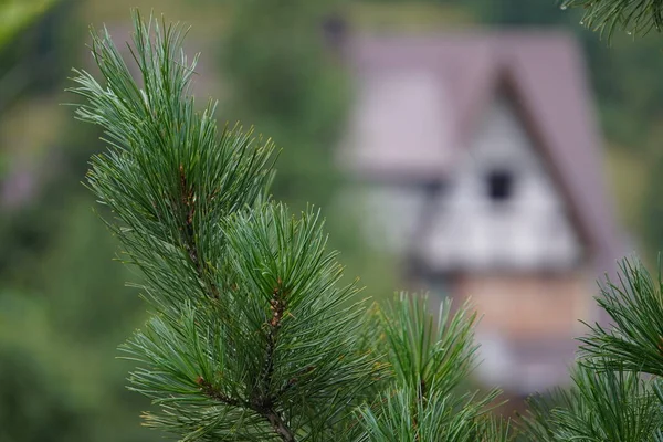 Casa de madeira borrada perto da floresta e montanhas. ramos de pinheiro em primeiro plano. modo de vida ecológico. bela e acolhedora casa de campo — Fotografia de Stock