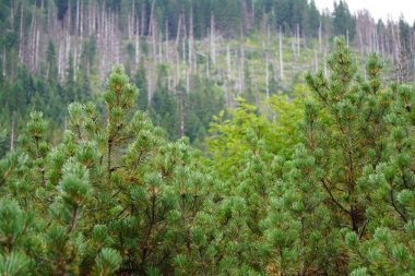 dağların yamaçlarında iğne yapraklı ağaçların üstleri üstleri görünümü. Noel ağaçları ve çamlar havayı arındırmak için. doku, peyzaj yeşil orman