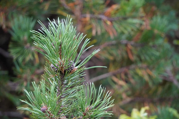 Una pequeña rama de pino contra el bosque, mirando hacia las copas de abetos y pinos contra un cielo azul profundo del verano, copyspace — Foto de Stock