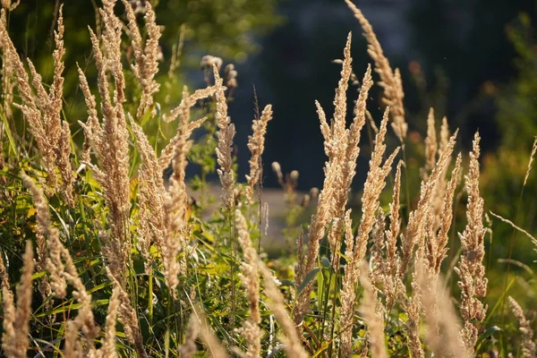 yeşil yaprakları ile ağaçların arka planda sonbahar sarı çim. parlak sıcak güneş kulakları aydınlatır, karşı ışık