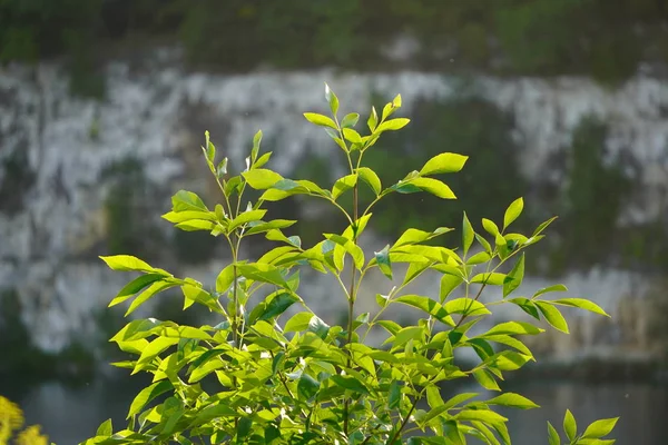 Folhas verdes brilhantes ao sol no fundo de rochas e água verde. beleza natural da natureza — Fotografia de Stock