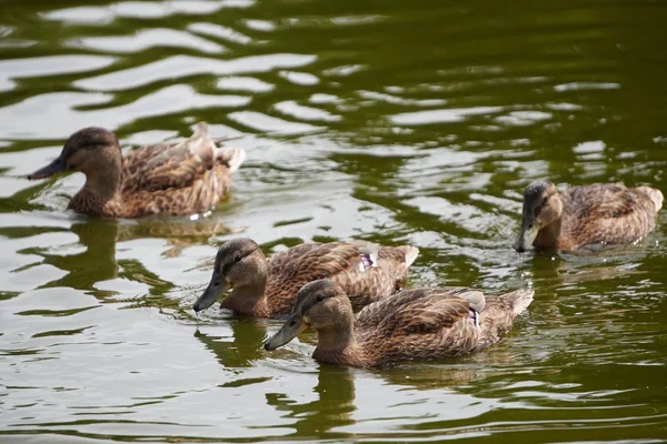 Un troupeau de canards gris flottant sur l'eau verte pour la nourriture , — Photo