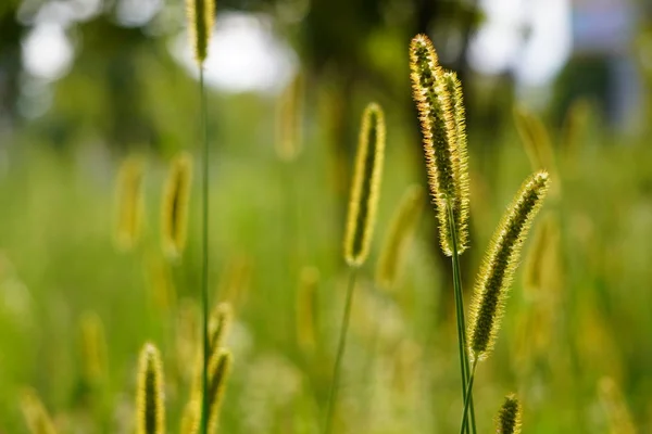 High yellow grass on a summer green meadow filled with soft sunset light with transparent flowers on top. Closeup Highlighted few flowers on the blurred background — Stock Photo, Image