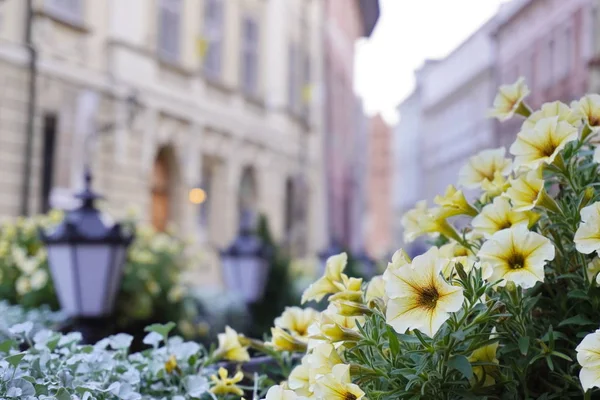 Blurred, rue de la vieille ville avec terrasse d'été et parterres de fleurs. Soleil au sommet du bâtiment, tôt le matin avec lever du soleil . — Photo