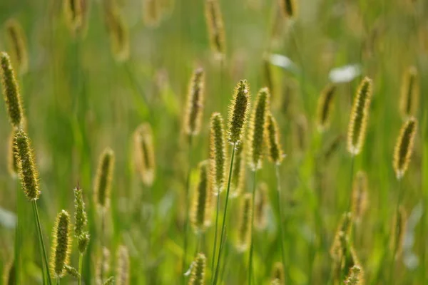 Selective soft focus on closeup green grass, reeds with yellow dry autumn stalks, blowing in the wind at golden sunset light, translucent top of the flower. on a blurred field background. — Stock Photo, Image