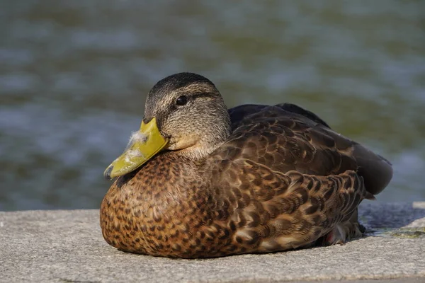 Le canard gris se trouve dans la douce lumière du soleil à l'aube ou au coucher du soleil sur le bord de la rivière. reposant sur une rive de rochers une journée ensoleillée de printemps sur la rive du lac — Photo