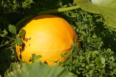 turuncu bir kabak güneş ışığı ve yaprakların gölgesinde yere yatıyor. doğanın hediyeler, sonbaharda hasat. taze doğal sebzeler, vejetaryen gıda