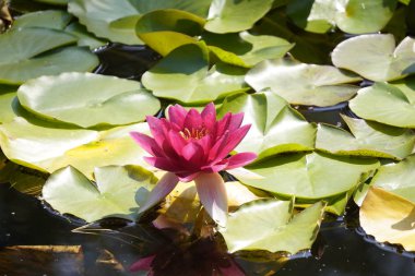 mercan renkli su Lily Güneşli bir yaz gününde gölde su yüzeyinde yeşil yaprakların bir arka plan üzerinde yüzer. ışık kontrastı, copyspace