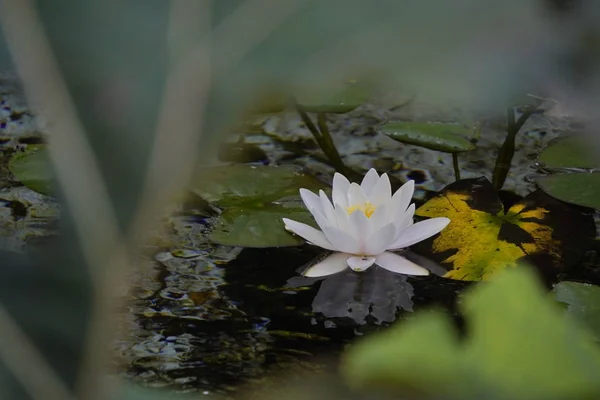 Yaprakları ve çimleri arasında bir beyaz Blooming su Lily bir göl veya bataklık yetişir. Beyaz Nilüfer, Su Gül veya Nenuphar, Nymphaea alba, çiçek yakın çekim. — Stok fotoğraf