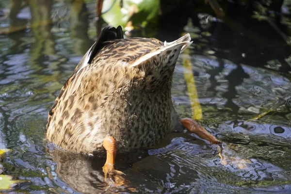 Ente, Schwanz und Beine ragen aus dem Wasser. Beute machen. Der Vogel sucht kopfüber nach Nahrung. — Stockfoto