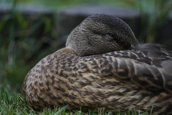 Anatra dormire con la testa e becco sotto l'ala, sbirciando attraverso un occhio aperto, guardando la situazione. Un'anatra reale solitaria siede sulla riva del fiume della città — Foto Stock