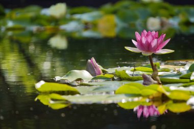 mercan renkli su Lily Güneşli bir yaz gününde gölde su yüzeyinde yeşil yaprakların bir arka plan üzerinde yüzer. ışık kontrastı, copyspace