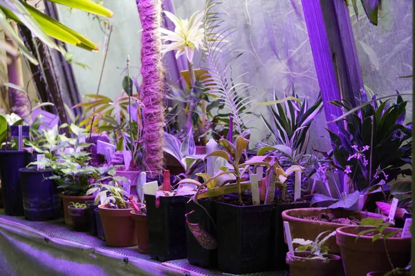 mor ışıkta büyüyen bitkiler, yeni çeşitleri ve türleri ıslah. Led ve Fotoperiodizm kavramı, yeni bitkiler için akıllı çiftlik