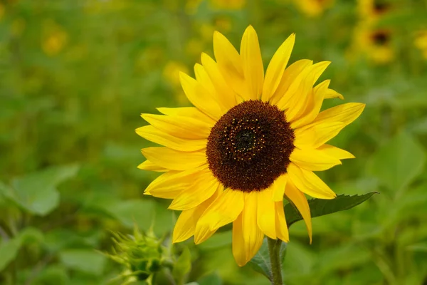 Dekoratív napraforgó virágok napfényben, egy virág, sötét középső és sárga szirmok. az ősz ragyogó hátterén, másolási területtel — Stock Fotó