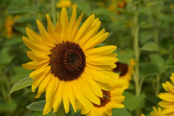Dekoratív napraforgó virágok napfényben, egy virág, sötét középső és sárga szirmok. az ősz ragyogó hátterén, másolási területtel — Stock Fotó