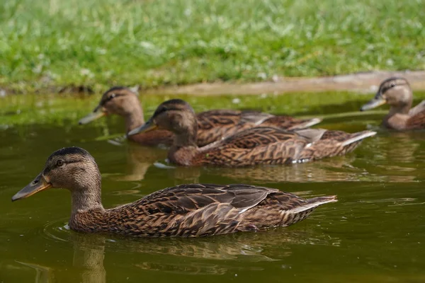 En flock grå ankor flyter på grönt vatten för mat, — Stockfoto