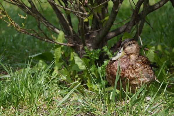 one duck sits in the green grass near the bushes. a cool place on a hot day, hiding in the shade