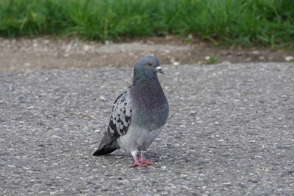 Un pigeon se tient sur l'asphalte et regarde attentivement dans la caméra, attendant des friandises. oiseau urbain — Photo