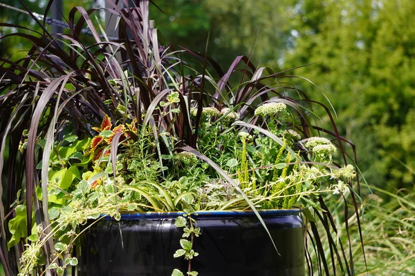 Plantas en un barril de metal negro creciendo en un espacio abierto en el Parque, vegetación verde en el fondo, diferentes tipos de plantas en un solo lugar — Foto de Stock
