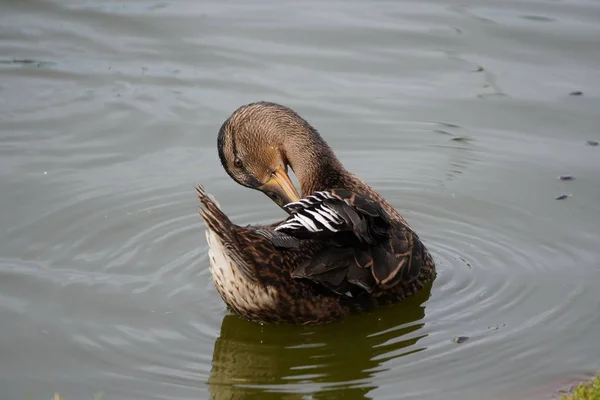 Eend kammen veren craning zijn nek, verzorging van de huid en veren schoon. wilde vogel zwemmen in het water. — Stockfoto