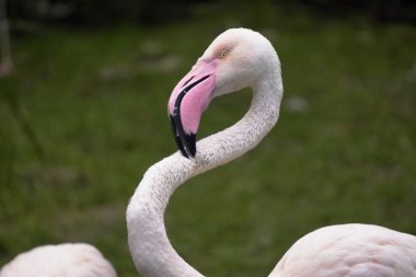 pembe Flamingo onların tüyleri, tarak ve aşırı kaldırır bakımı. bir kuş portresi, yakın bulunan