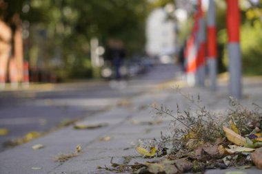 kuru sonbahar yaprakları güneşli kuru bir gün, güzel Sıcak sonbaharda yolda yalan. değişen mevsimler, ağaçlardan düşen yapraklar