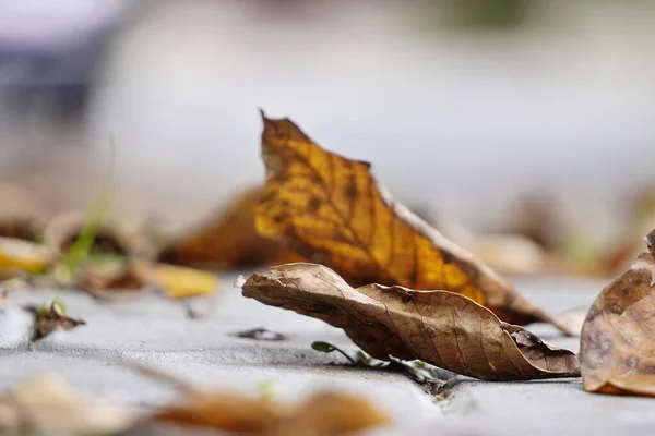 Dry yellow leaves lie on the paving slabs under the feet of passers-by. change of seasons, dry and bright autumn in the city. blurring the background — Stock Photo, Image