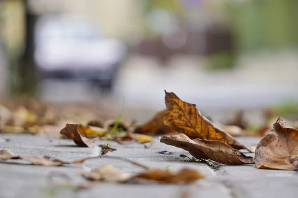 Dry yellow leaves lie on the paving slabs under the feet of passers-by. change of seasons, dry and bright autumn in the city. blurring the background — Stock Photo, Image