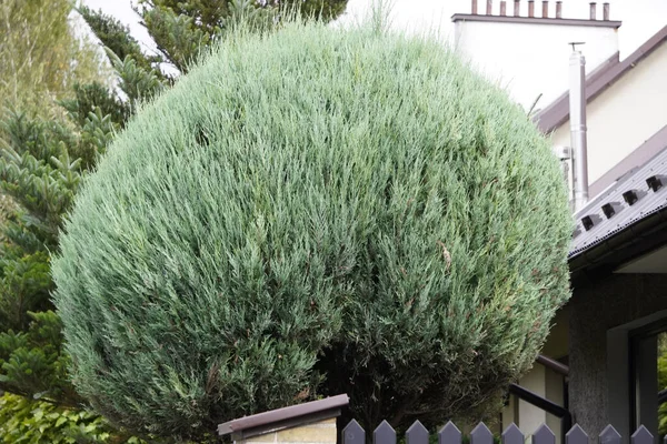 Decoratieve groene Bush aan het hek van een prive-huis, heg. groen decoratie van het perceel — Stockfoto