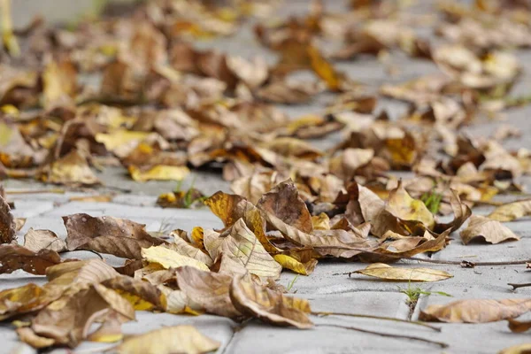 Dry yellow leaves lie on the paving slabs under the feet of passers-by. change of seasons, dry and bright autumn in the city. — Stock Photo, Image