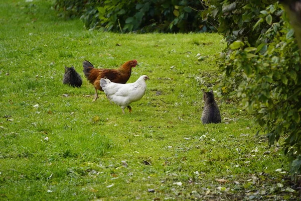 Due gatti e due polli in un campo di erba verde. gli animali — Foto Stock