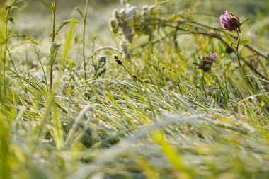 Çimlerin üzerindeki don, sonbaharda ilk don. Soğuk bir geceden sonra güneşli bir sabah, mevsim değişimi. Soğuk, donmuş bitkiler.