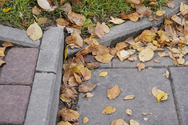 Foglie cadute gialle vicino ai gradini sul sentiero, il cambio di stagione, autunno bello e asciutto. vernici colorate nelle piante. cambio di stagione — Foto Stock