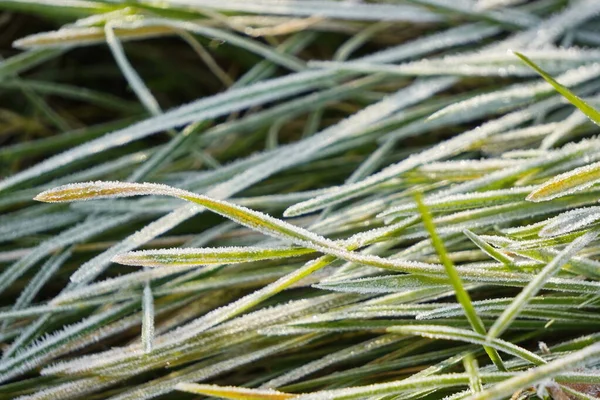 Heladas en la hierba, la primera helada en otoño. Mañana soleada después de una noche helada, cambio de estación. broche frío, plantas congeladas — Foto de Stock