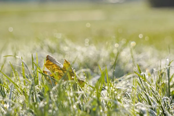 Geada na grama, a primeira geada no outono. Manhã ensolarada depois de uma noite gelada, mudança de estação. snap frio, plantas congeladas — Fotografia de Stock