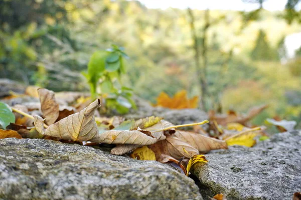 Dry withered leaves lie on the rocks against the green forest. falling leaves from trees. change of season, screensaver, copy space — Stock Photo, Image