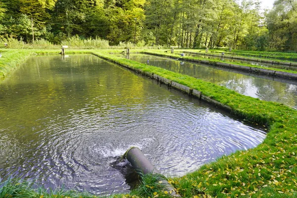 Estanques de peces, reproducción artificial de salmón en las montañas. piscinas con agua corriente. aumento del número de peces —  Fotos de Stock