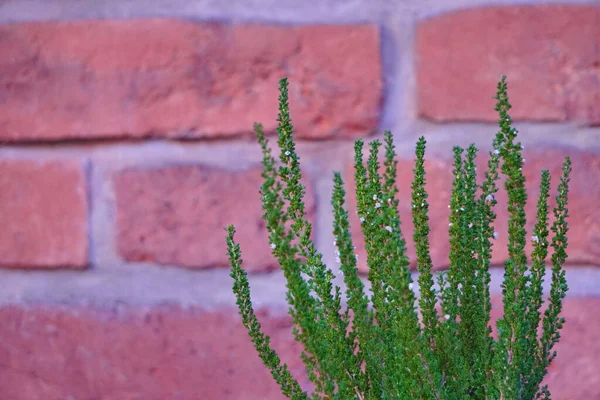 Flor verde sobre fondo de pared de ladrillo rojo, espacio de copia, contraste de color. jardinería de la ciudad — Foto de Stock
