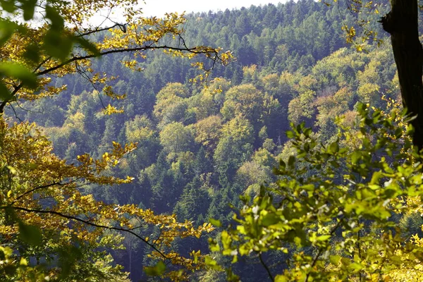 Automne dans les montagnes, arbres colorés par une journée ensoleillée. la vue à travers les branches de pin sur les pentes vertes — Photo