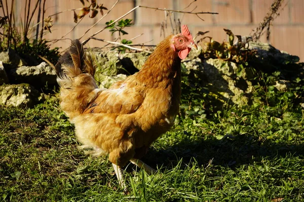Czerwono-czubaty kurczak z wolnym wybiegiem. Stoi blisko i patrzy w kamerę. wiejski ptak — Zdjęcie stockowe