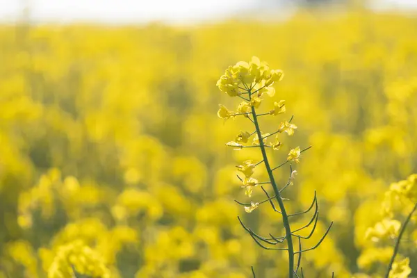 유채밭의 노란색이다 풍경입니다 꽃피는 개코원숭이 여름의 노란색 — 스톡 사진