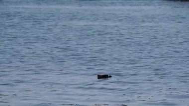 Suda bir şişe çöp yüzüyor. Nehir suyunda çöp. Çevre kirliliği. Ekoloji problemi. Nehir suyu