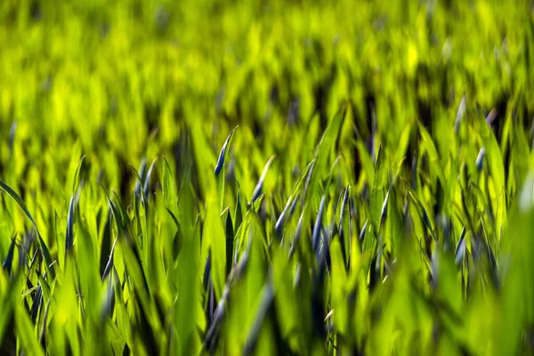 ジューシーな緑の春草 概要カラフルな緑の高い植生の背景テクスチャ夏 ソフトフォーカス 公園やサッカーピッチやゴルフヤードで新しいクローズアップ明るい緑の草 — ストック写真