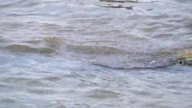 Beton bankanın yanındaki çamurlu nehir suyu. Dalgalar kıyıda kırılır. Su kirliliği. Flora ve Fauna nehirde. 4k video