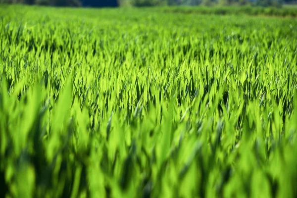 Juicy green spring grass. Abstract Summer a background texture of colorful green high vegetation. soft focus. New close-up bright green grass in park or football pitch or golf yard.