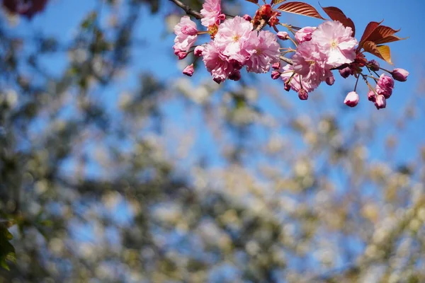 Árbol Con Flores Rojas Rosadas Primavera Flores Primer Plano Protector — Foto de Stock